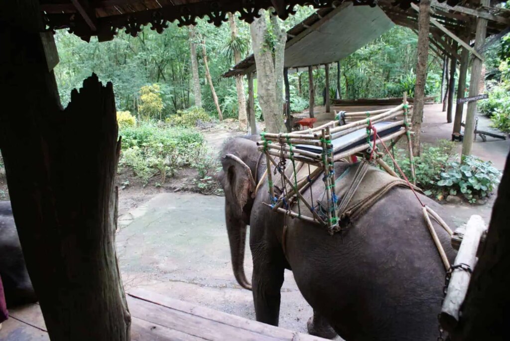 Rondreis Bangkok , River Kwai & Koh Samui (19 dagen) 33 Bangkok River Kwai Olifant