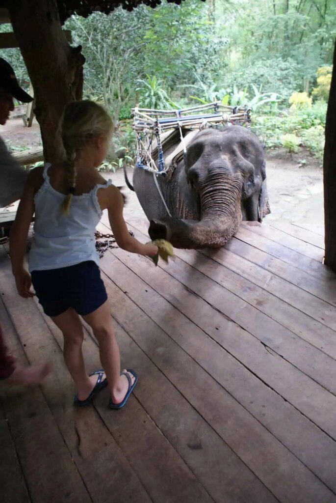 Rondreis Bangkok , River Kwai & Koh Samui (19 dagen) 34 Bangkok River Kwai Olifant voeren