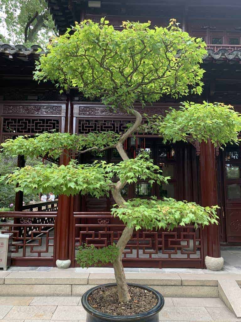 Rondreis naar Vietnam (21 dagen) 13 Yu Garden - Chinese vegetatie